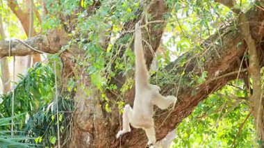 Gibbons ağaçlarda sallanıyor ve etkileşime geçiyor.