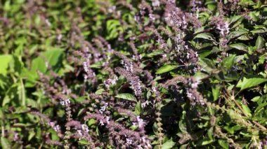 Arılar etkin bir şekilde güneşli bir bahçede kutsal fesleğen çiçeklerini tozlaştırır, canlı yeşillik ve doğal aktivite sergilerler.