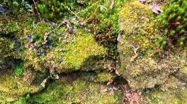 Doğal ortamda kayaları kaplayan yemyeşil yosun.