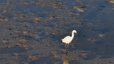 Büyük Akbalıkçıl, Queensland, Port Douglas 'taki çamurlu düzlüklerde altın saat boyunca huzur içinde balık avlar.