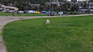 Köpek parkta sahibini yakalamaca oynuyor.