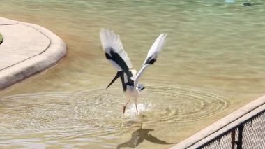 Leylek kuşu suda yemek yakalıyor.