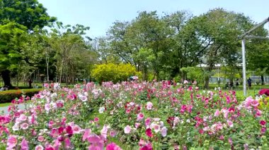 Bangkok, Jatujak Park 'taki renkli gülhatmi tarlası yemyeşil ve açık gökyüzü ile aydınlık gün ışığı altında.