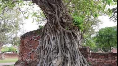Harabelerin üzerinde büyüyen bir ağacın zaman atlaması