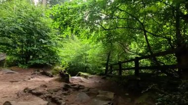 Bereketli orman yolunda huzurlu bir yürüyüş