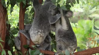 Koala çifti ağaçta sarılıyor ve etkileşime geçiyor