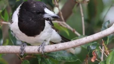 Bir dalda tünemiş bir kuş öter ya da öter.