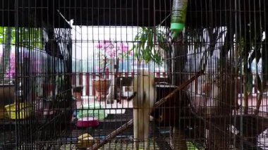 Ayutthaya 'da bir kafesin içinde hareket eden sincap.