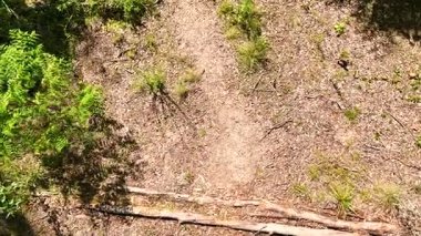 Kelebek orman zemininde hareket eder