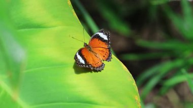 Kelebek iniyor, dinleniyor ve yapraktan kalkıyor..