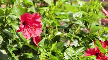 Bereketli yeşil yaprakların arasında canlı bir amber çiçeği