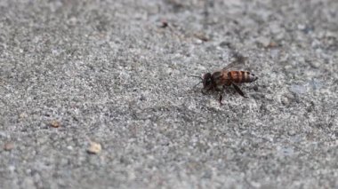 Kumlu bir yüzeyde hareket eden bir arı.