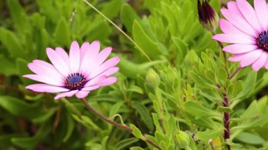 Canlı pembe çiçekler yemyeşil yaprakların arasında