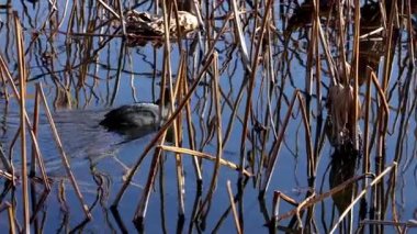 Ördek yiyecek aramak için sazlıklarda dolaşıyor..