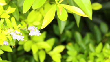 Parlak yeşil yapraklar ve Duranta 'nın küçük mor çiçekleri doğal ışıkta, yemyeşil bitki örtüsü sergiliyor.