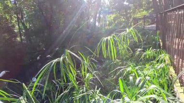 Bereketli yeşilliklerle çevrili güneşli yürüyüş yolu