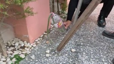 Şişe kullanan bir yılanın sistemli bir şekilde yakalanması..