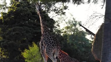 Sosyal davranışlar sergileyen iki zürafa.