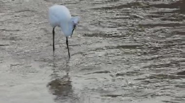 Akbalıkçıl, dalgalı suda balık yakalıyor.