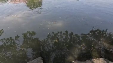 Güneş ışığı hafif dalgalarla suyun üzerinde dans eder..