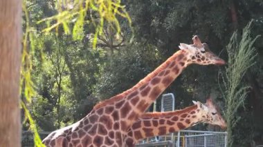 İki zürafa ağaçtan yaprak yiyor.