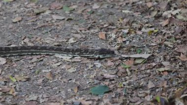 Yaprak yığınının içinde hareket eden bir piton