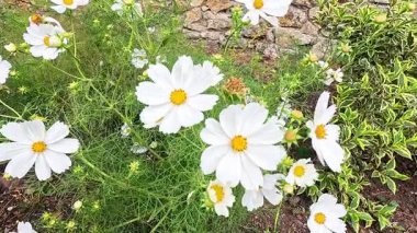 Beyaz kozmos çiçekleri yemyeşil bir bahçede