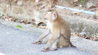 Tayland, Phuket 'te kaldırımda sakince oturan bir maymun.