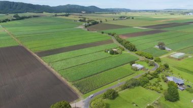 Şeker kamışı ekinleriyle geniş tarım arazisi