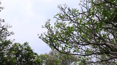 Bir ağacın dalları bulutlu bir gökyüzünde usulca hareket eder..