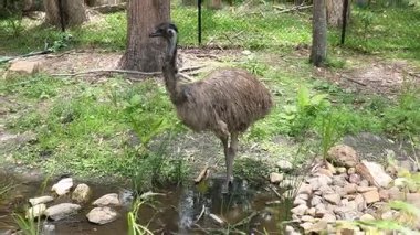 Bir devekuşu bir hortumu araştırır ve onunla etkileşime geçer..