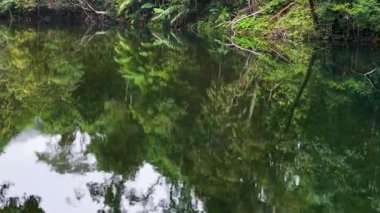 Port Douglas 'taki sakin bir su yolu yemyeşil yemyeşil, hafif kamera hareketleri ve doğal ışıklandırmayla yakalanır.