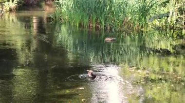 Bahçe havuzunda yüzen ördek.