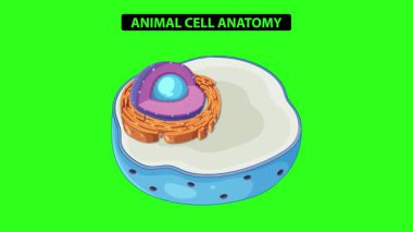 Etiketli organellerle hayvan hücre anatomisini gösteren animasyon, canlı renkler ve yeşil arka plandaki pürüzsüz geçişler
