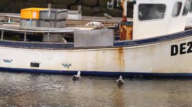 Martılar rıhtımdaki bir balıkçı teknesinin yakınında etkileşime girer.