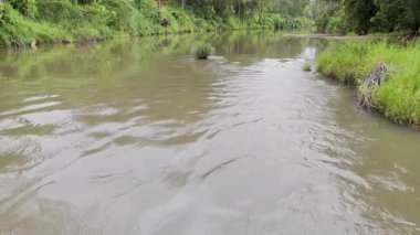 Nehir akıntıları yemyeşil sularla çevrili.