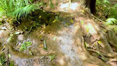 Yumuşak akarsu yemyeşil orman manzarasında akıyor.