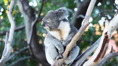 Koala ağaçta oturuyor, etrafa bakıyor.