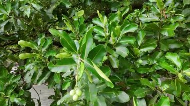 Canlı yeşil yapraklar ve meyve rüzgarda hafifçe sallanıyor, tropikal bir ortamda doğal ışıklandırmayla yakalanıyor.