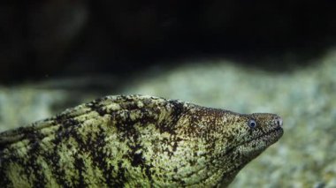 Moray yılan balığı kayalık yarıktan yavaşça uzanıyor.