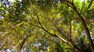Melbourne Hayvanat Bahçesi 'ndeki yemyeşil ağaçların arasından yukarıya bakıyor.