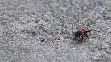 Arı kaba bir yüzeyde hareket ediyor.