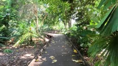 Ormandaki dolambaçlı ahşap yol boyunca ilerleme.