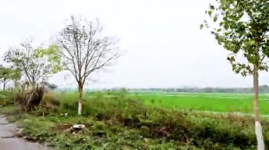 Kırsal bir yol boyunca yemyeşil ve ağaçlar