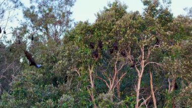 Uçan tilkiler tüneyerek, doğal ışıklandırması olan sakin bir ormanda sık ağaçların arasında uçarlar.