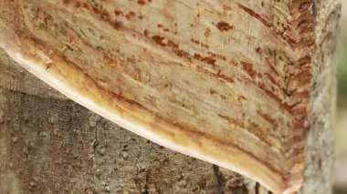 Plastik bir ağaçtan damlayan lateks, yumuşak ışıklandırmalı, dingin ve doğal bir ortamda bir toplama kabına doluyor.