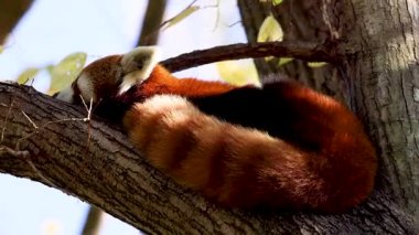 Kızıl panda bir ağaç dalında huzur içinde uyuyor.