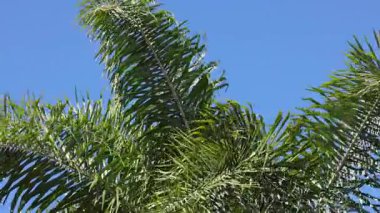 Palmiye yaprakları açık mavi gökyüzünde hareket ediyor