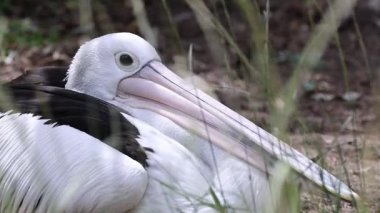 Vahşi doğada bir pelikanın yakın çekimi.