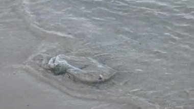 Bir deniz kaplumbağası kumların üzerinde denize doğru sürünüyor.